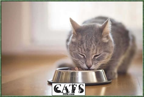 If it is very hot your body. How Long Can A Cat Go Without Food Or Water? - CatsDom