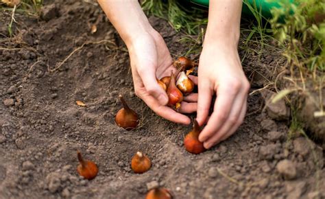 Damit tulpen im frühjahr für hübsche farbtupfer im garten sorgen, pflanzt man die frischen zwiebeln im herbst vor dem ersten frost. So pflanzen Sie Tulpenzwiebeln richtig | Tulpen pflanzen ...