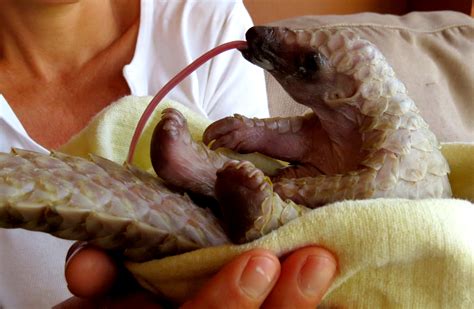 Pangolin conservationn