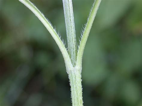 And it is high in oil, for those essential winter calories. Ragweed