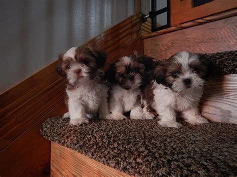 Shih tzu are known for charming their owners and getting them to give in even when they are misbehaving. Shih Tzu Puppies For Sale | Jacksonville, FL #247068