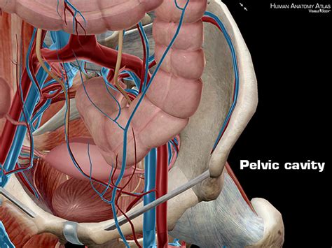 In humans, it is bounded by the. Anatomy and Physiology: Anatomical Planes and Cavities