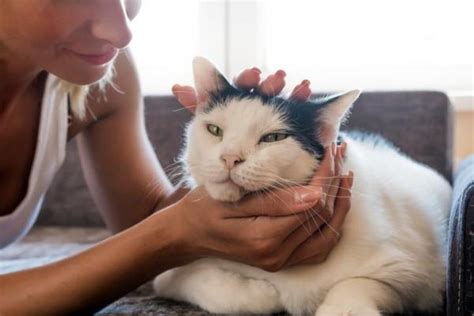 Jun 30, 2014 · most cats like to be massaged around their head, cheeks and chin, so unless your cat is the exception to the rule, spend a decent amount of time gently massaging these areas. How to Give a Cat a Massage - Step-by-Step Guide