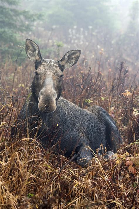 Otrzymaj 19.000 s stockowego materiału wideo panning view of moose sitting z 29.97 kl./s. Moose Cow Sitting And Resting, Mount Photograph by ...