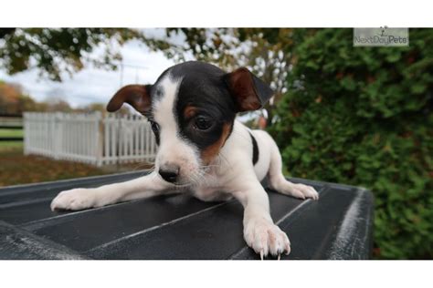 Freedoglistings is the best place to post a purebred or mixed puppy for sale or stud ad. Jello: Jack Russell Terrier puppy for sale near Indianapolis, Indiana. | 1bb6cb4f-1fc1