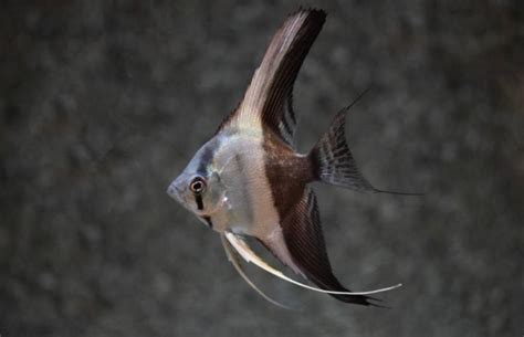 De (atlantische) maanvis (selene setapinnis). Maanvis Bicolor - Pterophyllum "Scalare"* - Aqua Natura ...