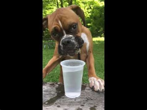 Dog day afternoon is a 1975 american biographical crime drama film directed by sidney lumet and produced by martin bregman and martin elfand. Dog drinking water in slow motion - YouTube