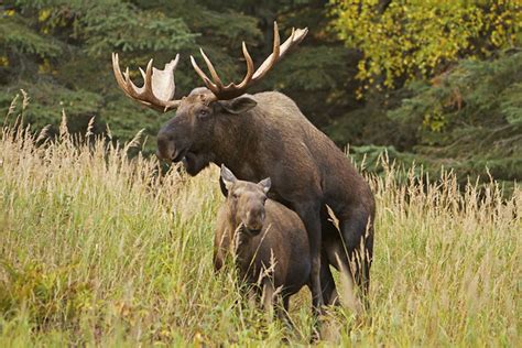 More images for how big can a bull moose get » Huge Bull Moose Mating With Much Smaller Cow | Flickr ...