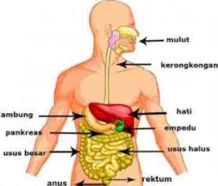 Oleh ayoksinaudiposting pada 28 juli 2021. Laporan Praktikum Ipa Di Sd Struktur Sistem Pencernaan Manusia