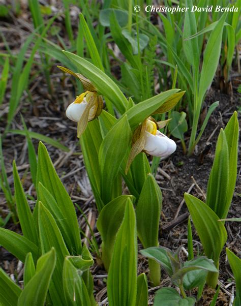 Most of the plants depicted in the journal were for sale in van houtte's nursery, so in one sense these plates acted as his catalogue. Cypripedium candidum | Illinois Botanizer