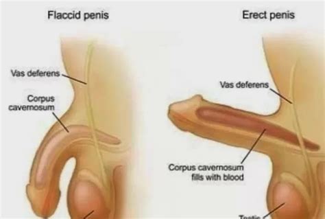 Overavtivity of clotting factors atau faktor pembekuan secara hyperactive juga adalah punca utama masalah darah pekat. Rawatan Alternatif Untuk Masalah Ereksi Zakar Lemah ...