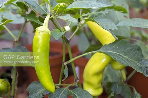 Well you're in luck, because here they come. GAP Gardens - Pepper 'Hungarian Hot Wax' - Feature by GAP ...