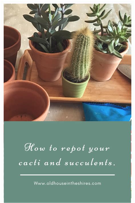 How to repot a cactus without hurting yourself. How to repot Cacti or Succulents. | Succulents, Repotting ...