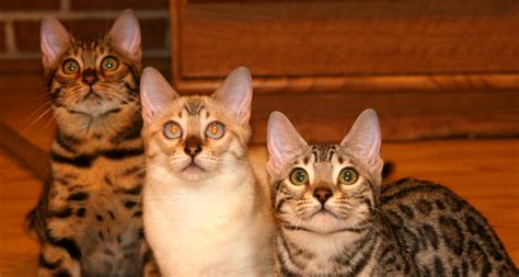 Looking to bring a new cat or kitten into your home? Bengal Cat Breeders In Austin Texas