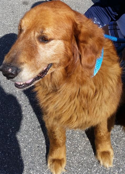 Sweetest you will find anywhere. Newbie Stokely arrived Saturday! - Golden Retriever Rescue ...