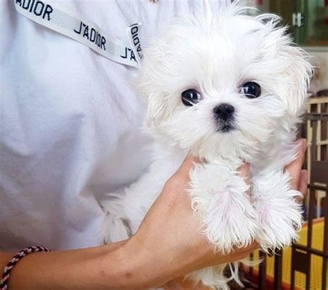High to low nearest first. Maltese Puppies For Sale | Columbia, SC #293020 | Petzlover