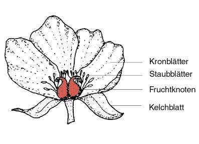 Die fünf kronblätter der blüten sind bei jeder sorte anders geformt und gefärbt. Früchte