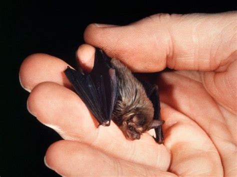 It occurs in western thailand and southeast burma. The Kitti's Hog-nosed bat (aka Bumblebee bat) is very ...