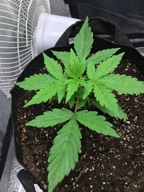 Check spelling or type a new query. Best 3x3 grow space LED | 420 Magazine