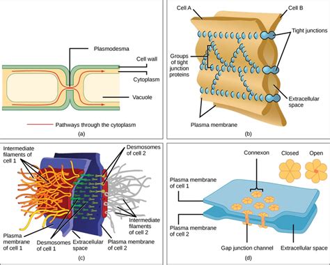 Check spelling or type a new query. Intercellular Junctions | Open Textbooks for Hong Kong