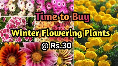 Maybe you would like to learn more about one of these? Time to Buy Winter Flowering Plants at Nurseries | Winter ...