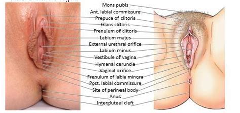 And like any of our beautiful body parts, the way the inner and. Male & Female External Genital Organs at American ...