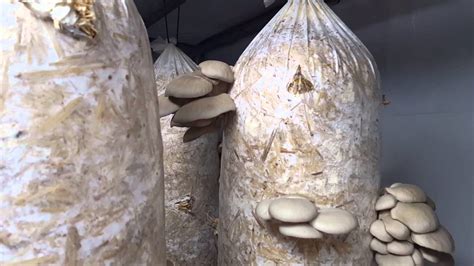 Oyster mushrooms are a great mushroom for beginners. How to make good money growing Oyster mushrooms