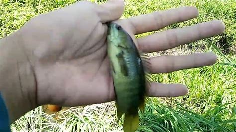 Banyak orang yang mengatakan,jika musim dan bulan terbaik untuk mancing ikan ketika matahari sedang terbit dan matahari sedang terbenam.tentunya hal ini tidak bisa kita jadikan patokan sebelum anda mendapatkan bukti lebih kongkrit untuk mempercayai hal tersebut. Mancing ikan papuyu/betok di air yang hitam pada musim kemarau - YouTube