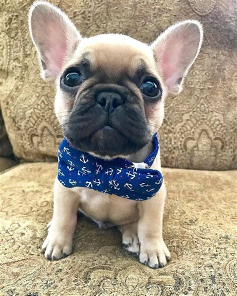 50 awesome, adorable & silly ideas | doggie designer. 120 Male French Bulldog Names | Bulldog puppies, French ...