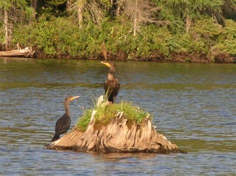 During the last glacial era more than 1,200 natural lakes and ponds were carved. Native fauna on Moosehead Lake in Maine | Moosehead lake ...