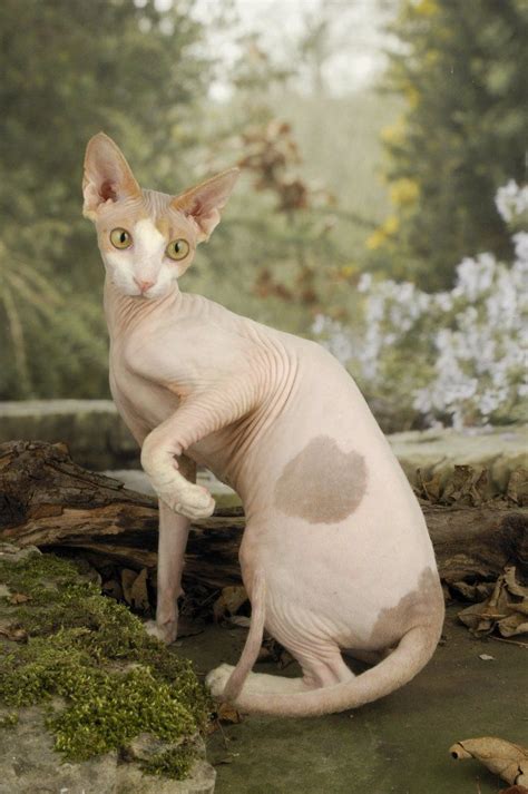 Traditional siamese kittens & traditional balinese kittens for sale. Sphynx Kittens For Sale Sphynx Cats For Sale Sphynx Cats ...