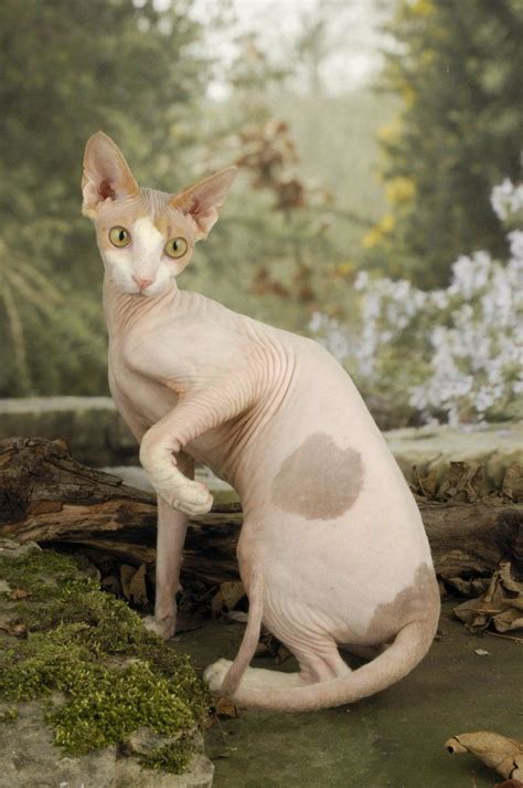 The cheapest offer starts at £100. Sphynx Kittens For Sale Sphynx Cats For Sale Sphynx Cats ...