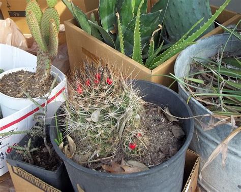 Barrel cactus, members of the genera ferocactus and enchinocactus, is an tidy addition to an arid garden in usda hardiness zones 9 through 11. Propagating Barrel Cactus Pups | Barrel cactus ...