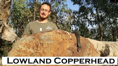 That means it prevents it from causing you harm. The Snake Hunter — Lowland Copperhead Snake (Austrelaps ...