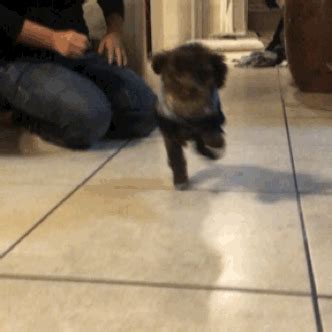 Everyone likes some sweater puppies, right? Disco lemonaade — Made a gif yo! How my puppy runs with a sweater...