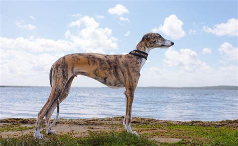 If it's your first time on a greyhound bus, allow yourself enough time to get checked in and find your gate. Greyhound Personality: Get To Know The Breed - Ollie Blog