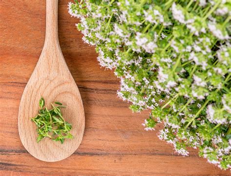 Baldur garten winterhart bodendecker thymian thymus 3 pflanzen polsterthymian thymian pflanze winterhart. Garten-Thymian Kugelthymian - Thymus vulgaris Compactus ...