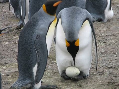 Itulah sejarah kenapa kristen yang berkembang di dunia saat ini bertuhankan yesus, berkonsep trinitas. Kenapa Kaki Penguin Tak Beku Walaupun Pada Suhu Serendah ...
