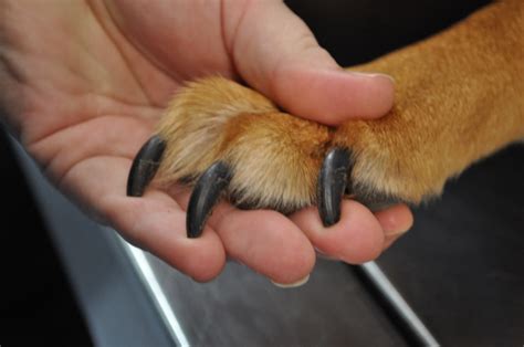 Clipping your dog's nails can be scary. How to cut dog nails that are too long - DogFrolics