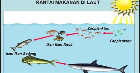 Rantai makanan di sawah, laut, hutan beserta gambar & penjelasannya itu dia, toppers, beberapa dampak yang ditimbulkan oleh pemanasan global terhadap lingkungan dan kesehatan manusia. 36+ Baru Gambar Rantai Makanan Hewan Laut