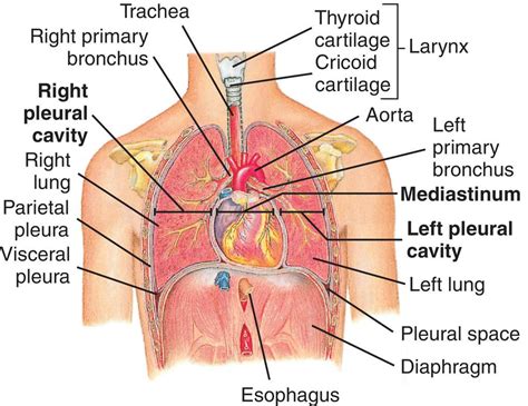 Liver anatomy picture function conditions tests treatments. Understanding The Human (Chest) Thorax | Health Life Media