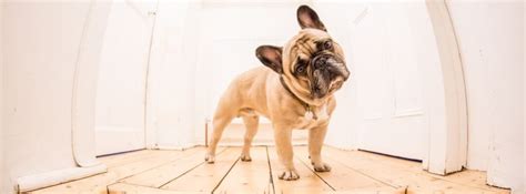 Shop best french bulldog food now. 2020 Review Best Food for French Bulldog Puppies & Adults