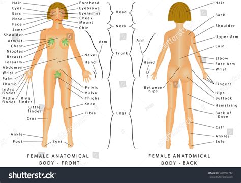 Human body parts of woman. Regions Female Body Female Body Front Stock Vector ...
