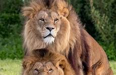 lions lioness lusty pinned mating feline apparent pal leones animales león rejected crowd russ mercury bridges