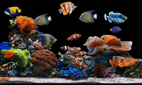 View animated gif (graphics interchange format) files like movies. aquarium GIF by Kett