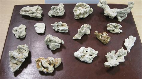 Devi viaggiare per lavoro, vacanza o studio e vuoi evitare la vuoi evitare code in aeroporto e il rischio di smarrimento e danneggiamento del tuo bagaglio? CASELLE - Coralli dal Messico in valigia: turista rischia ...