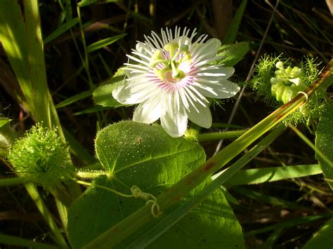 My squirrels love it.likely why i have only a few plants. File:Mooloolah-wild-passion-fruit-1020.jpg - Wikimedia Commons