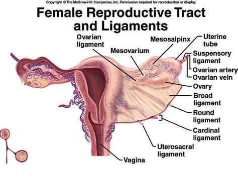 Andrew sonea has disabled new messages. Female Reproductive System | Reproductive system, Nursing ...