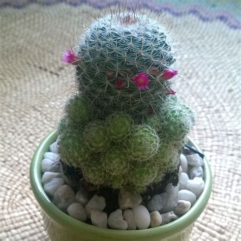 The fixed spine loses less water than leaves, so the plant can photosynthesize throughout the dry season. darthlaurian (u/darthlaurian) - Reddit