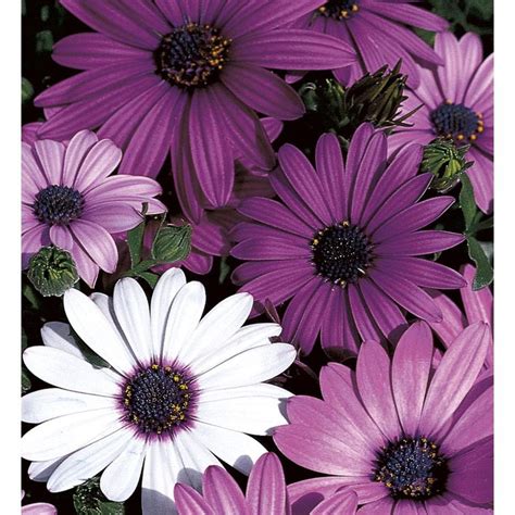 Here are 20 flowers that can withstand all the sun and heat that summer brings. Monrovia 1-Quart Purple Calibrachoa in Pot (L17603) Lowes ...